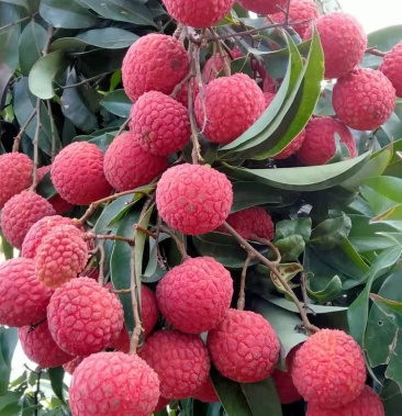 [状元红荔枝批发]广西状元红荔枝价格3.00元/斤 - 一亩田