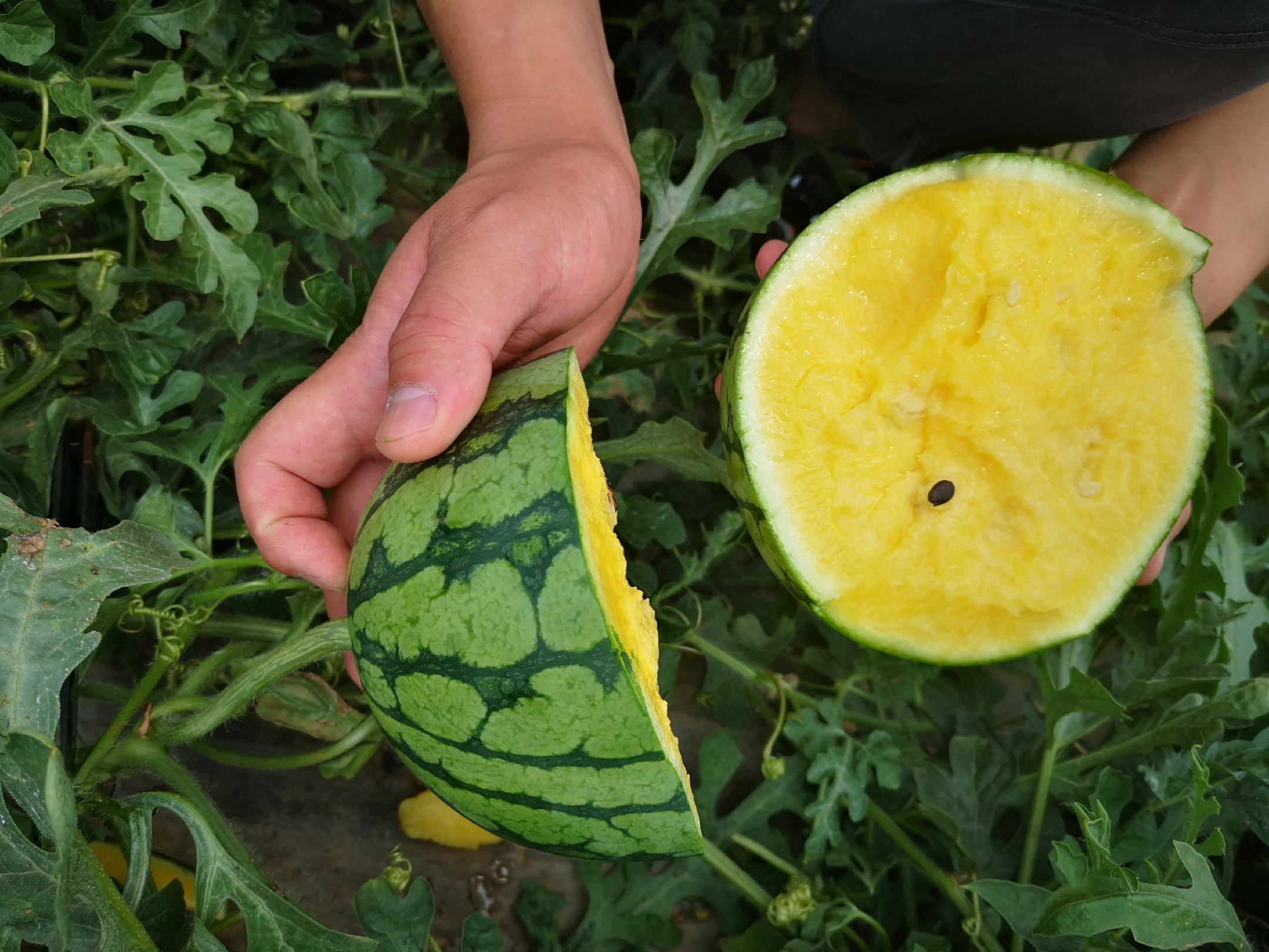 一个完整的特小凤西瓜被横向切开,露出明亮的金黄色果肉,汁水丰富,背景为绿色藤蔓和叶片,展示其自然生长环境 特小凤西瓜切开图