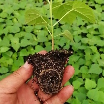 楸树苗耐寒楸树绿化植物庭院园林行道树防护林景观树