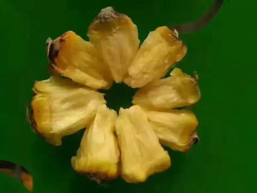 高清微距摄影:成熟金钻凤梨(Ananas comosus 'Golden Diamond')新鲜果肉剖面,展示高汁液率与致密纤维结构,体现高菠萝蛋白酶富集特征;右侧玻璃量杯内为现榨未加热菠萝汁,呈半透明金黄色,无沉淀,用于后续嫩化实验 新鲜切开的金钻凤梨果肉特写,果肉呈明黄色,汁液丰盈,表面可见细微纤维纹理,背景为不锈钢料理台与玻璃量杯,杯中盛有浅金色菠萝汁