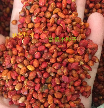 [丝棉木种子批发]丝绵木种子当年新采丝棉木树苗种子 丝棉木嫁接卫矛