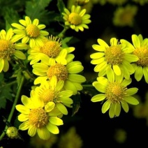 出售散装甘野菊种子新货菊花种子花卉种子四季播花种子包发芽