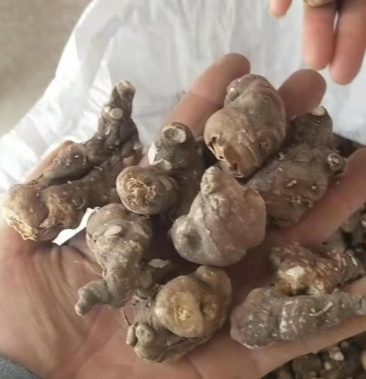 重楼又叫灯台七七叶一枝花海螺七干货