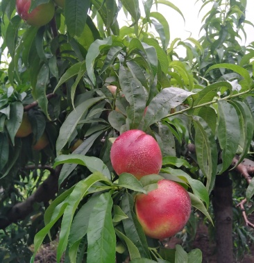 [桃批发]安丘油桃己开始上市价格6.00元/斤 - 一亩田