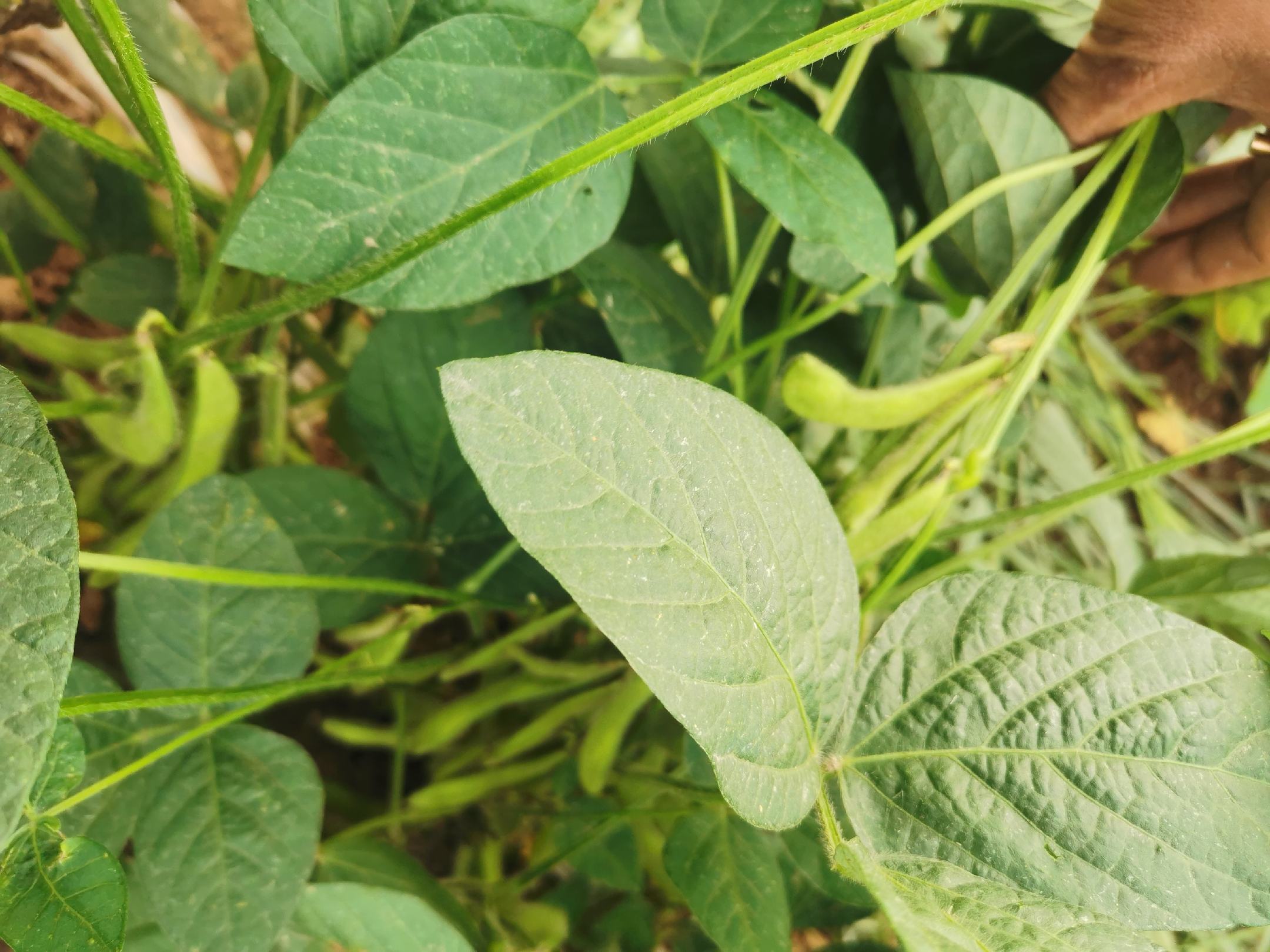 豌豆植株与毛豆植株对比图