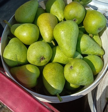 [洋梨批发]巴梨上市价格2.00元/斤 - 一亩田