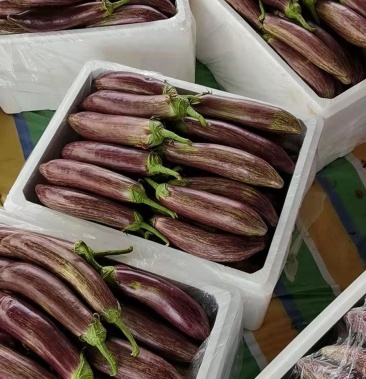 花茄子,面包茄子大量上市,产地直供欢迎全国各地客商采购