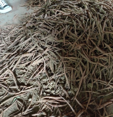 [批发]沙参苗又名川明参价格50.00元/斤 - 一亩田