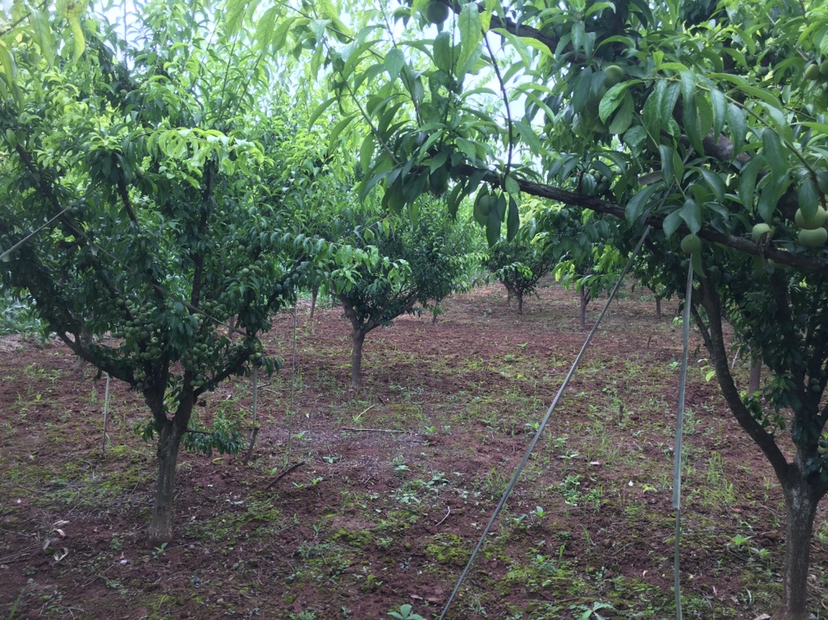 青脆李子果园采摘场景