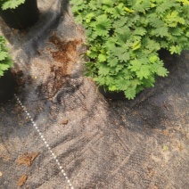 含羞草小盆栽室内阳台四季植物易种花卉怕羞草害羞草趣味植物