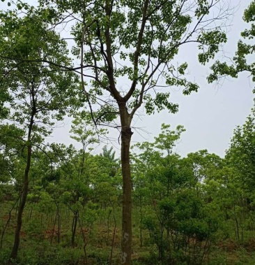 [乌桕批发]13公分乌桕价格480.00元/棵 - 一亩田