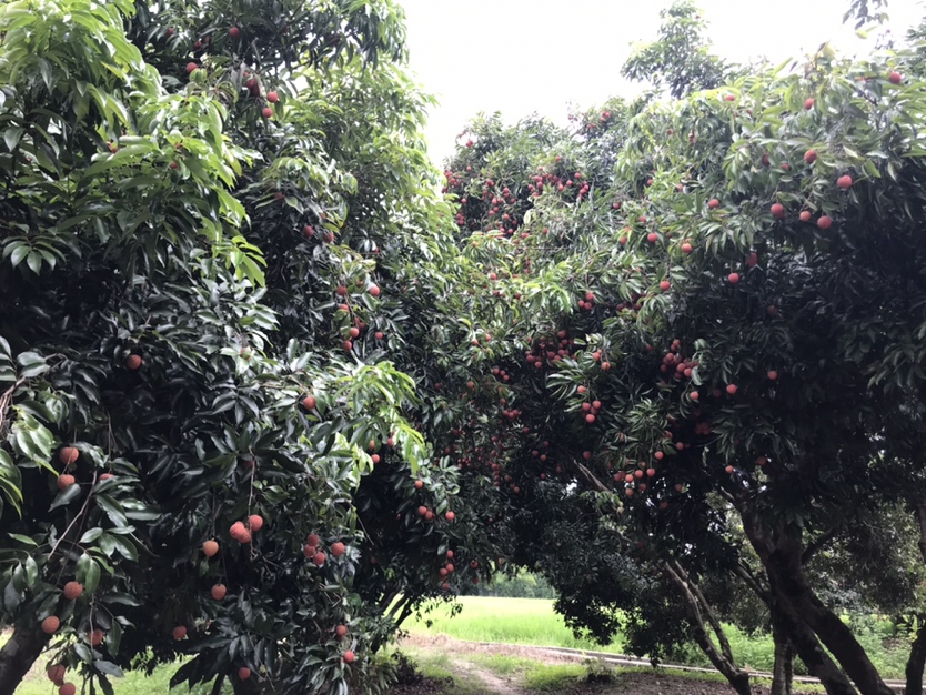 合江带绿荔枝果园实景