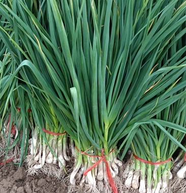 [蒜苗批发]白蒜苗价格1.50元/斤 - 一亩田