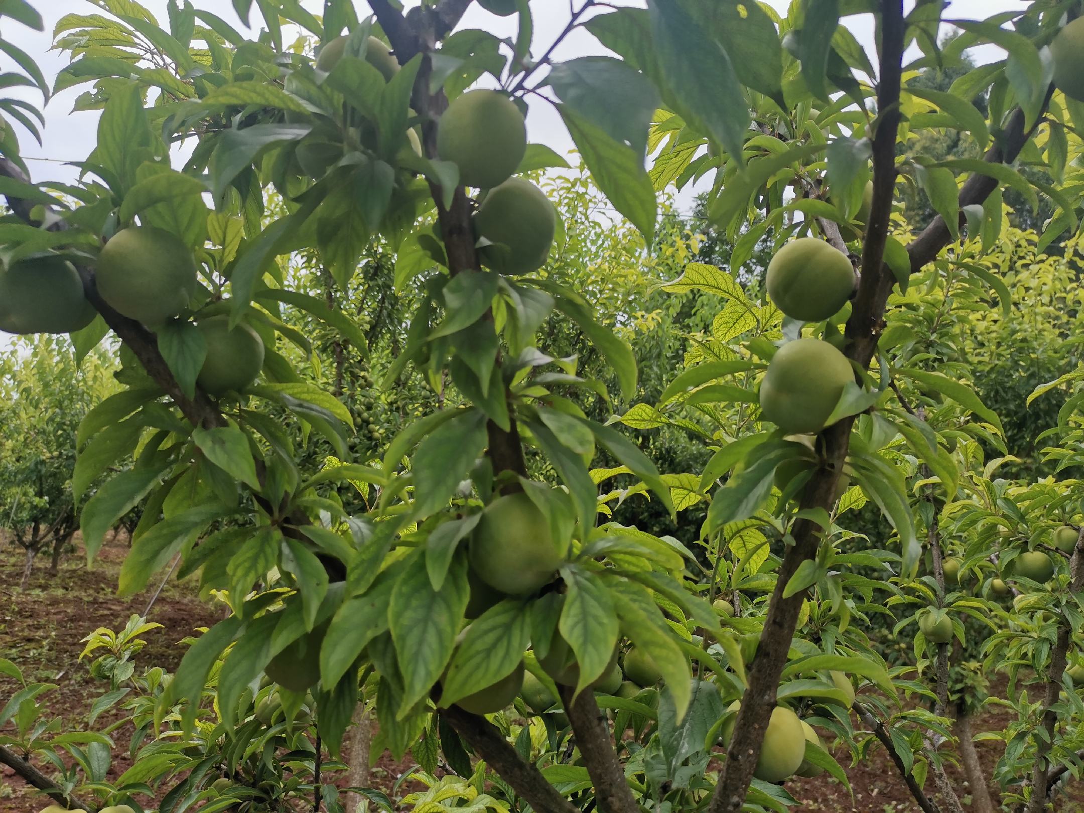 甜脆李子果园采摘场景