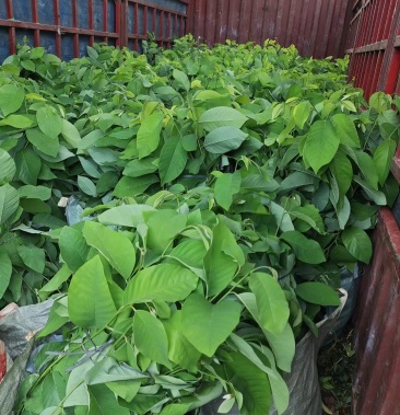 [释迦苗批发]释迦果苗价格10.00元/棵 - 一亩田