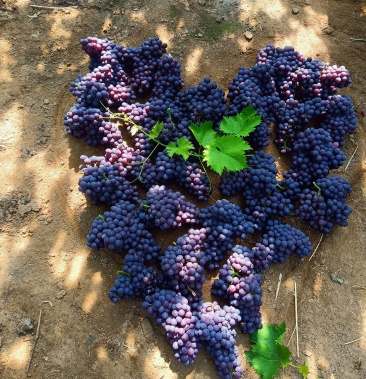 [玫瑰香批发]玫瑰香价格2.50元/斤 - 一亩田