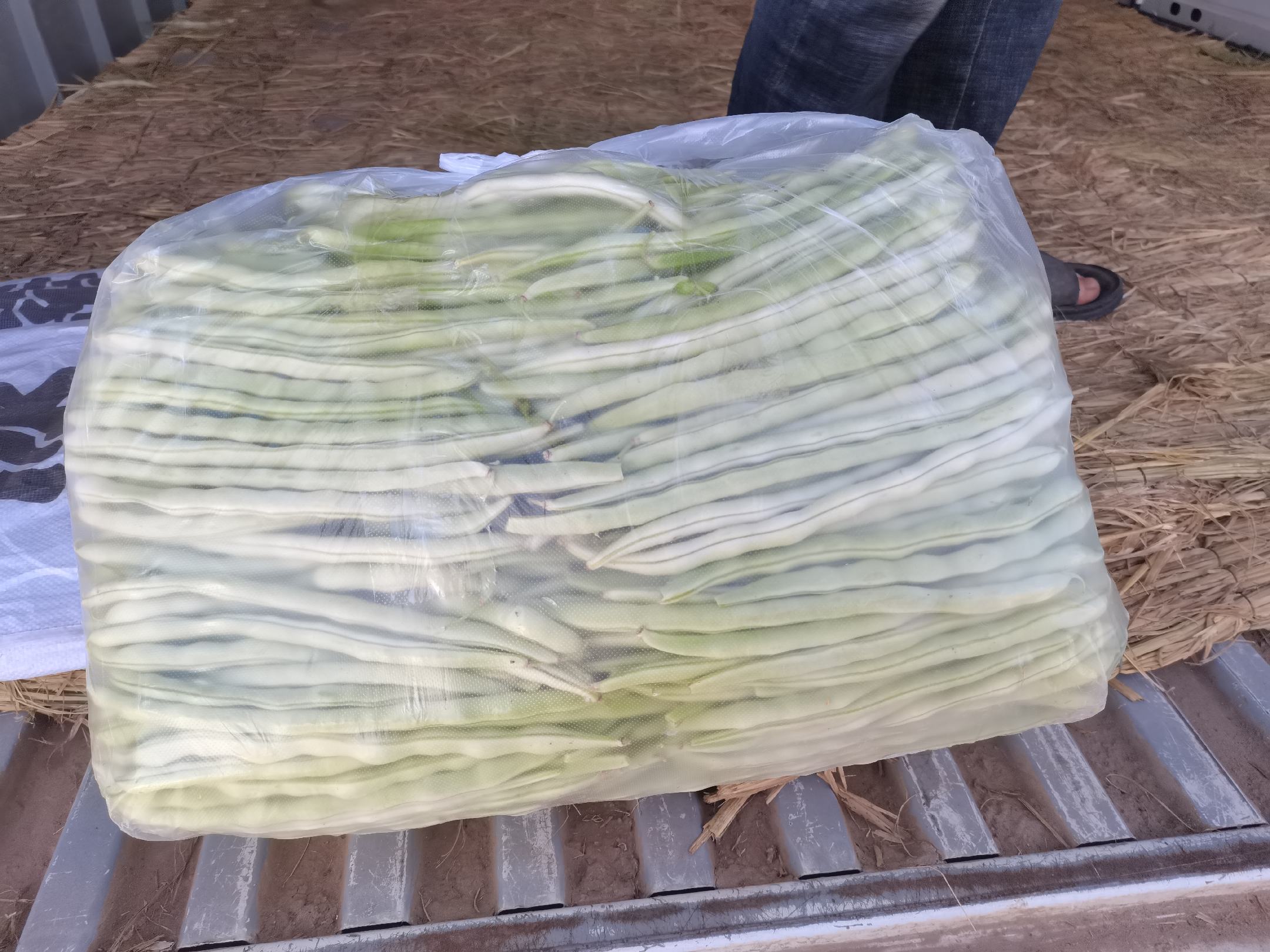 展示扁豆存放在密封罐中,并配有干燥剂和花椒的保存方式 扁豆保存容器图