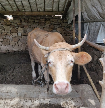 [活牛批发]自己家养活牛价格38000.00元/头 - 一亩田