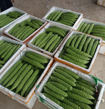 [苦瓜批发]青苦瓜价格0.60元/斤 - 一亩田