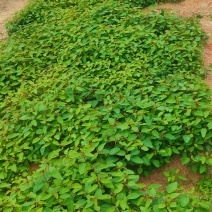 供应一年生山乌桕芽苗
