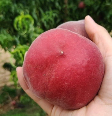 [桃批发]红紫皮毛桃价格1.00元/斤 - 一亩田