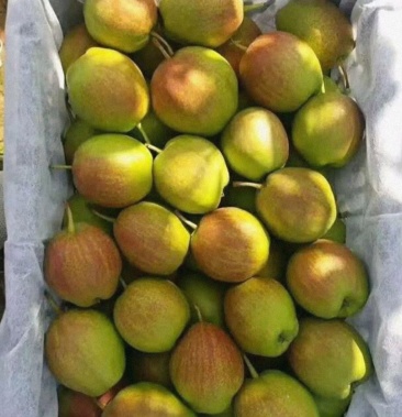 新梨七号万亩产园大量上市诚招合作社我处保证货源充足