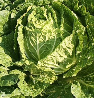 [白菜批发]大白菜价格1.00元/斤 - 一亩田