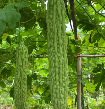 精品油苦瓜大量上市中