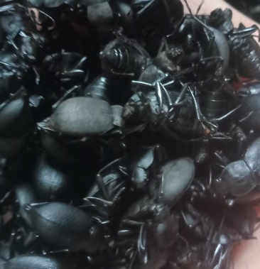 中药材九龙虫 地胆虫 地胆 泡酒 500克包邮