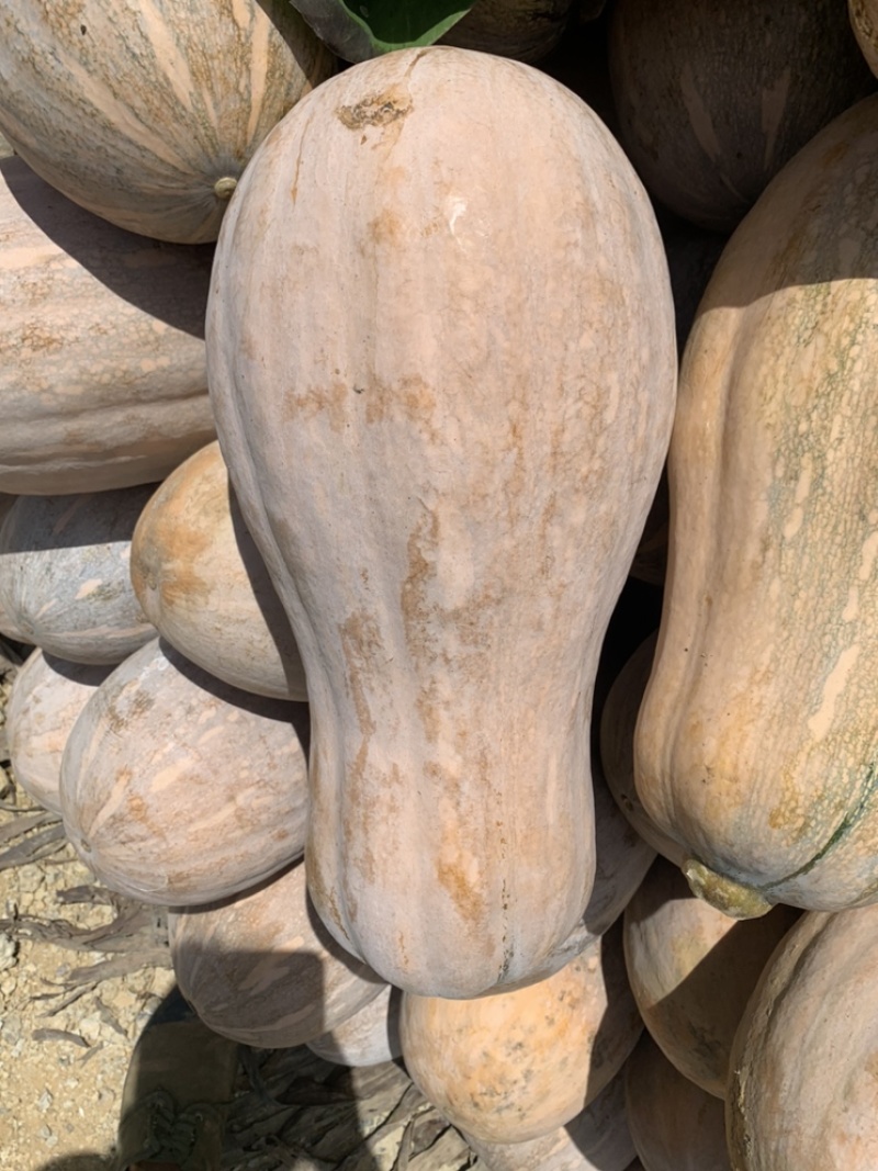 云南高山南瓜蜜本南瓜产地发货一件代发欢迎咨询