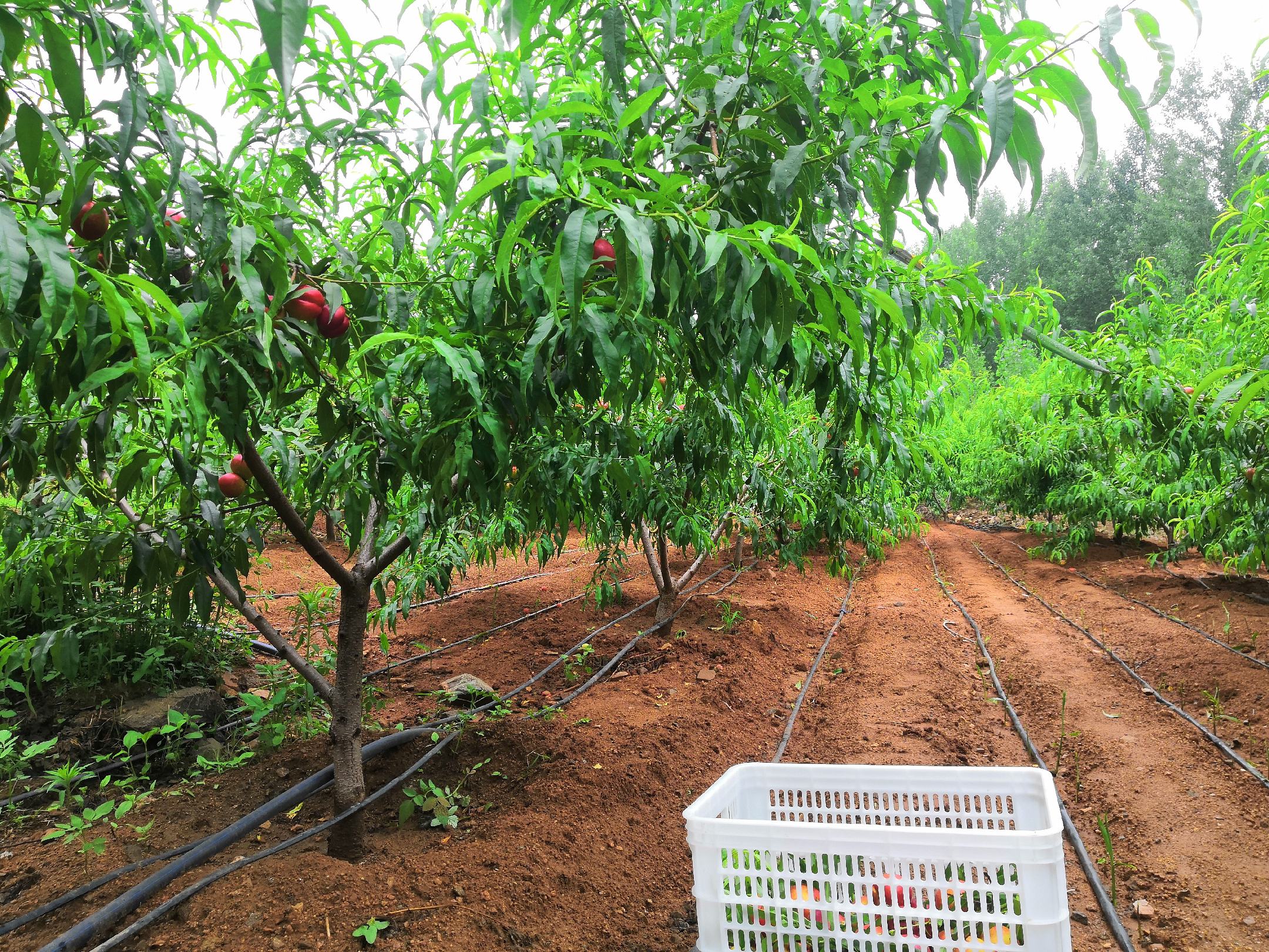 一位果农正在果园中采摘成熟的突围桃，手中托举着一颗硕大通红的桃子，脸上洋溢着丰收的喜悦