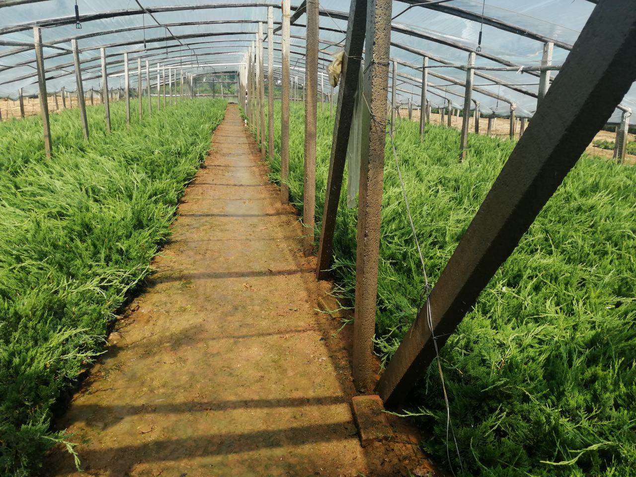 龙柏苗床管理实景图