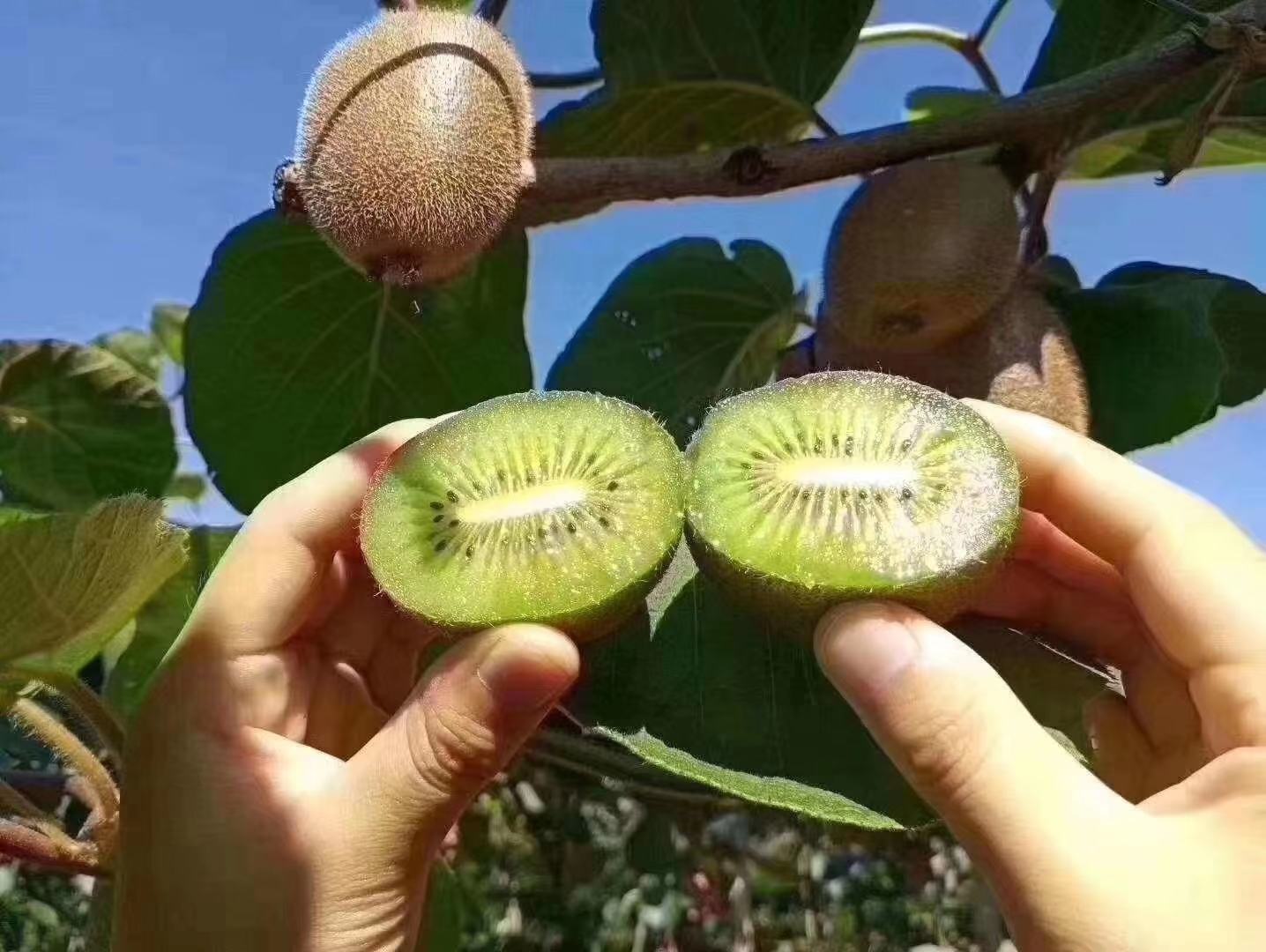海沃德猕猴桃切面特写