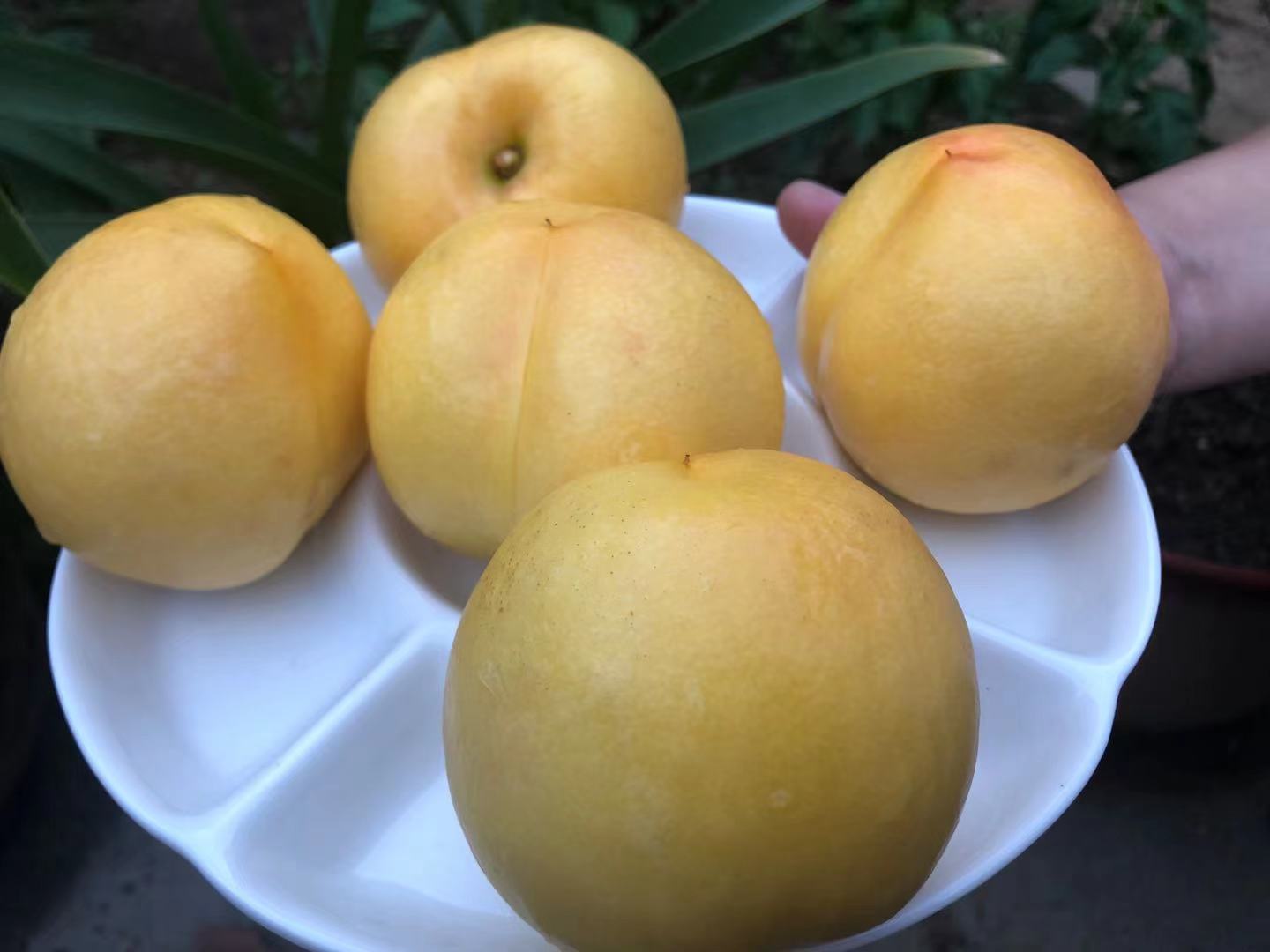 金皇后黄肉油桃特写,展示其饱满的果实与金黄色果肉 金皇后黄肉油桃特写