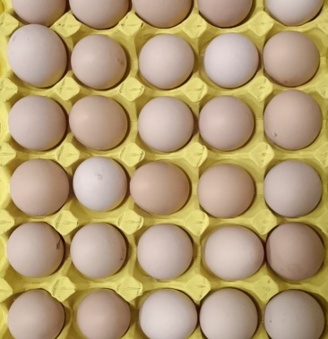 品种罗曼粉,品质好,无破蛋