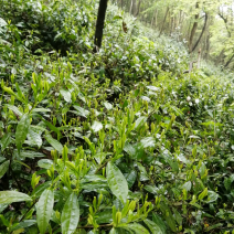 源口云尖有机绿茶，农家茶园，自产自销