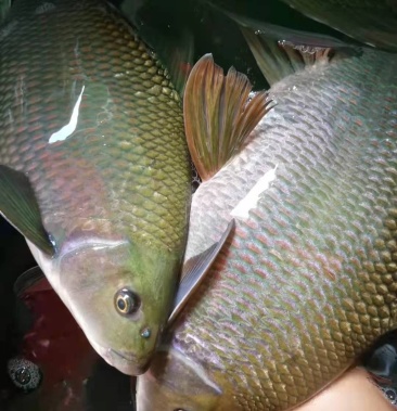 [铜鱼批发]岩里团鱼价格60.00元/斤 - 一亩田