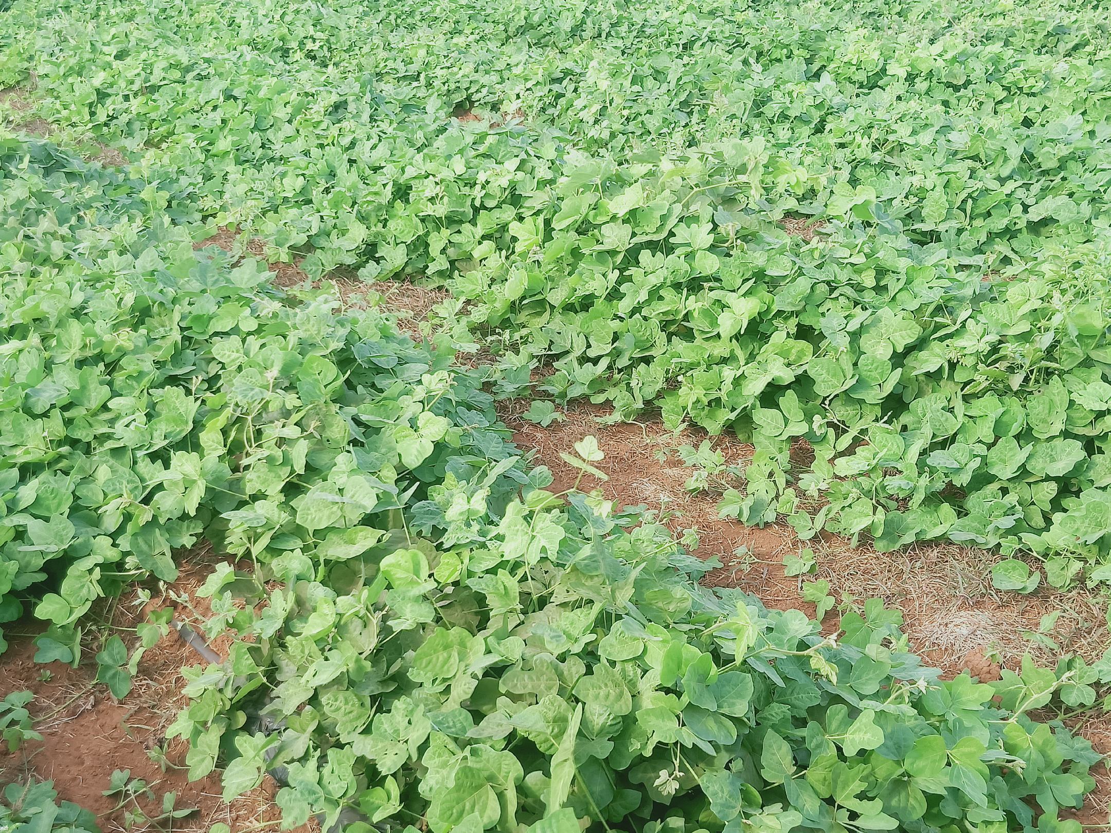 粉葛叶片在农田中的覆盖应用