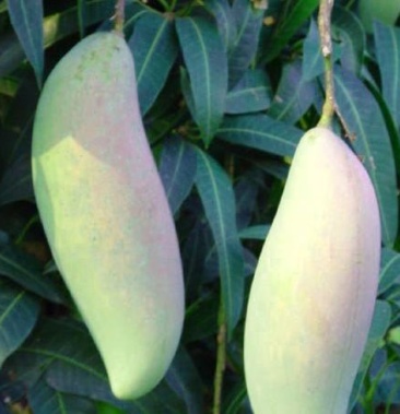 [芒果批发]攀枝花红象牙芒果价格4.00元/斤 - 一亩田