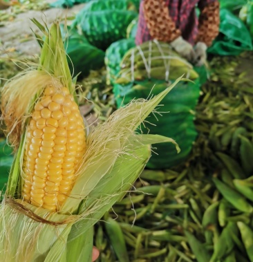 长期供应广西横县精品太阳花系列甜玉米产地直供