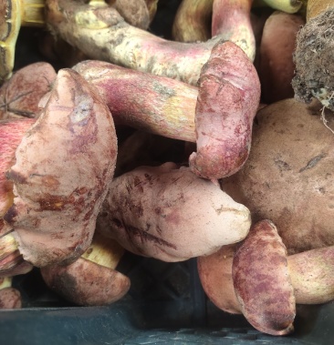 [红葱菌批发]美味红葱菌价格150.00元/斤 - 一亩田