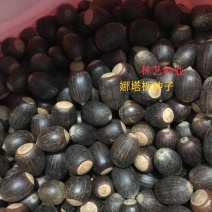 正宗娜塔栎种子新采娜塔栎种子彩叶树风景树橡树种子