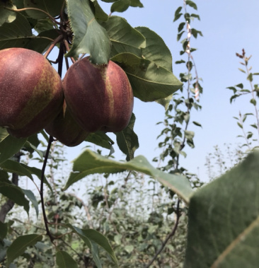 枣北地区早酥红梨上市