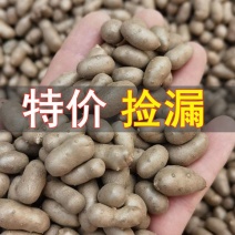 【产地直】新鲜山药豆农家铁棍山药豆一件代发批发整箱包邮