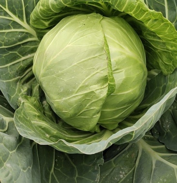 [甘蓝批发]甘蓝价格0.60元/斤 - 一亩田