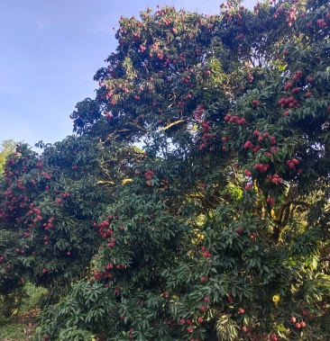 [荔枝批发]贵妃红荔枝价格3.00元/斤 - 一亩田