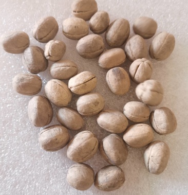 豆巴子新货质优价廉身干无杂色好正品