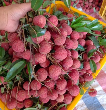 [荔枝批发]禾荔价格1.20元/斤 - 一亩田