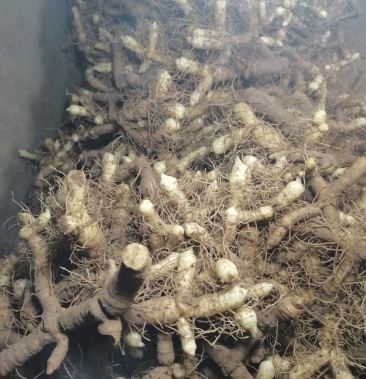 [玉竹批发]生玉竹价格10.00元/斤 - 一亩田