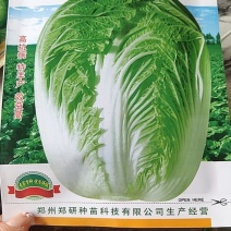 抗寒型中晚熟大白菜，外叶绿色，单球重5公斤左右，